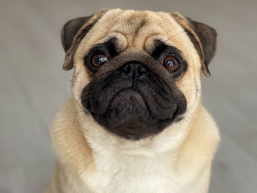 a small pug dog sitting on a wooden floor