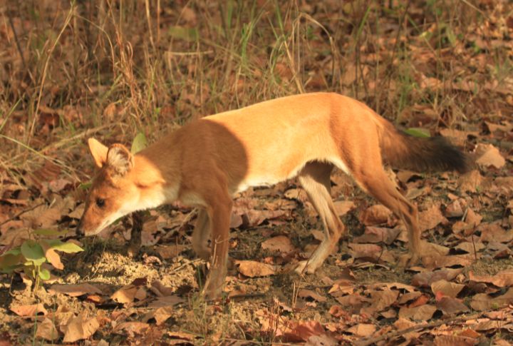Dholes Follow Tiger Trails