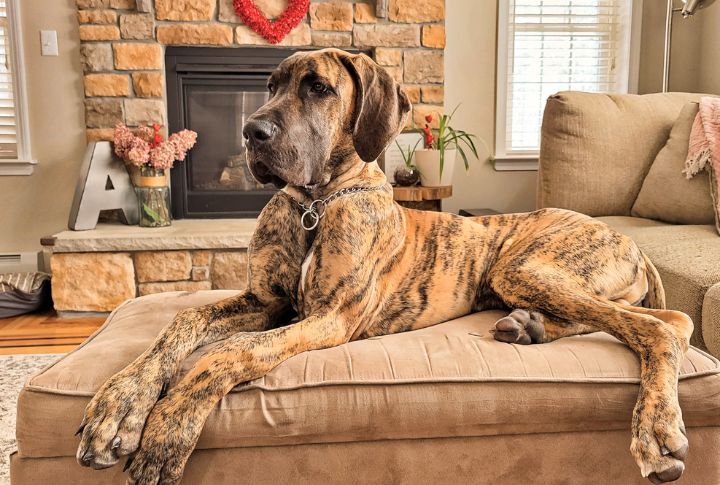 Great Dane