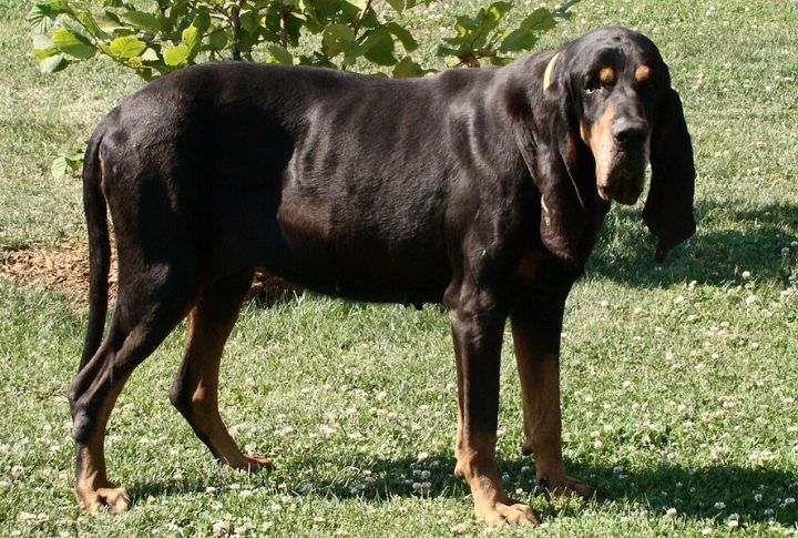 Black And Tan Coonhound