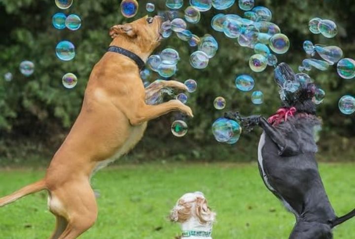 Bubble Machines For Playful Pups