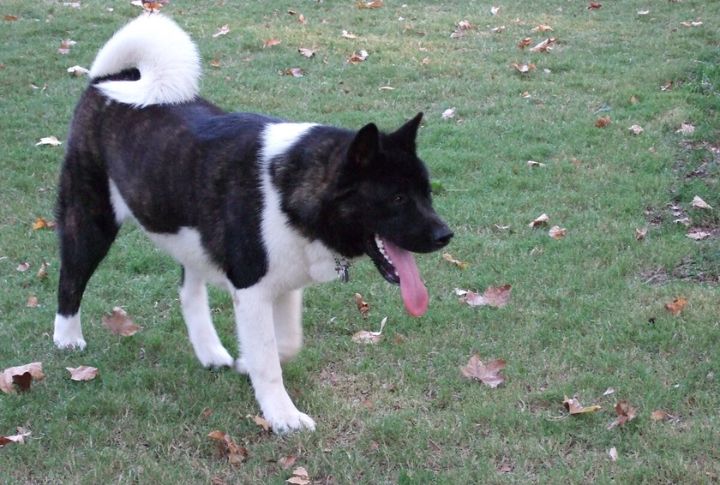 Distinctive Coat Colors And Patterns