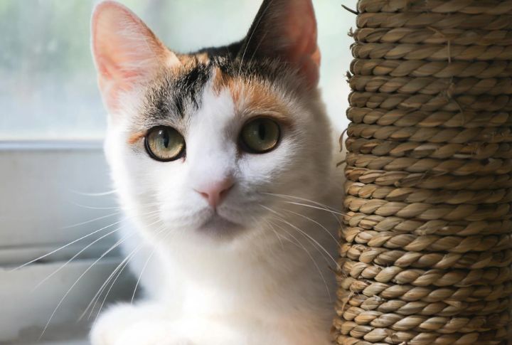 Cats
