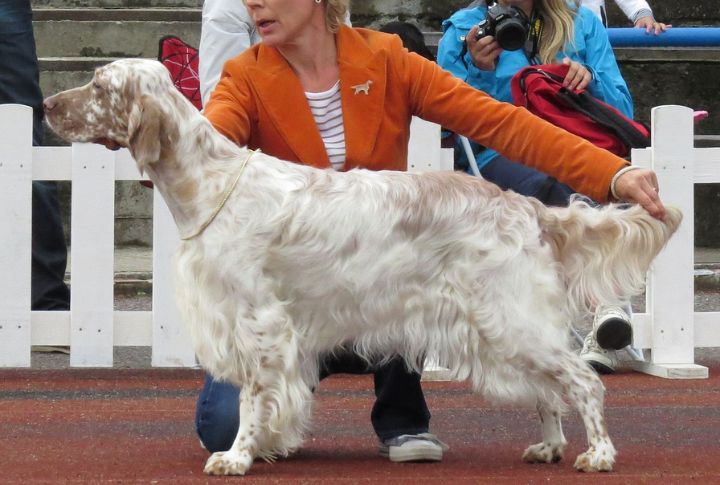 Known For Its Distinctive Feathered Coat