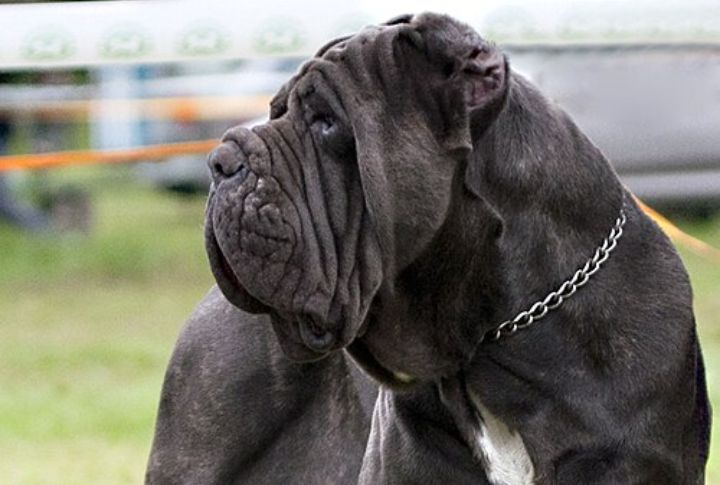 They Guard Homes Without Constant Barking