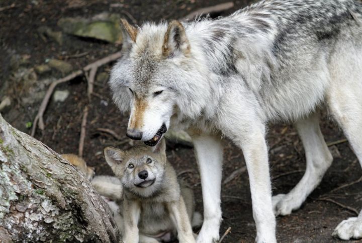 Wolf Pups Learn Survival From The Entire Pack