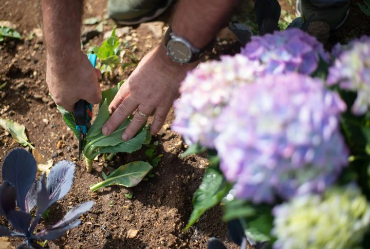Plant A Flower In Their Memory