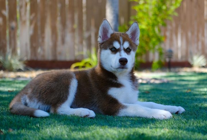 Siberian Husky