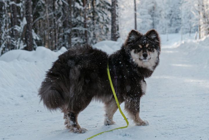 Arctic Origins That Bred Resilience