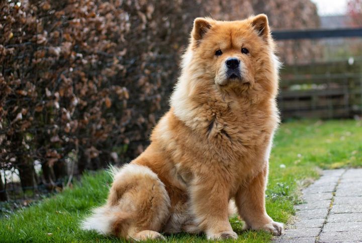 Chow Chow