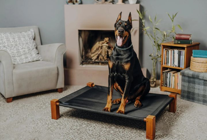 Doberman Pinscher