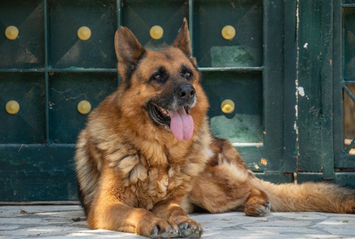 German Shepherds