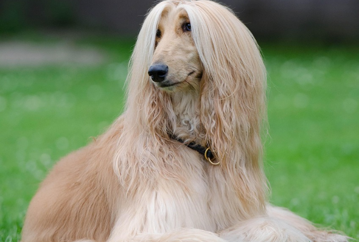 Afghan Hound