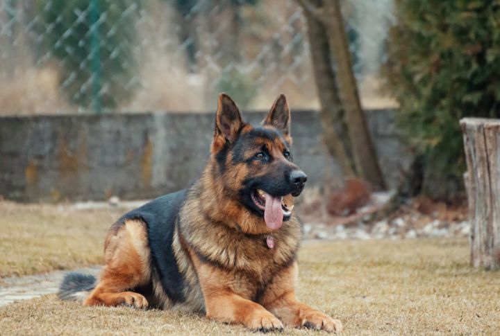 Dogs: Soldiers With Snouts