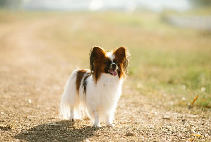 Papillon