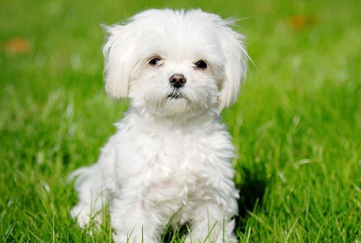 Maltese
