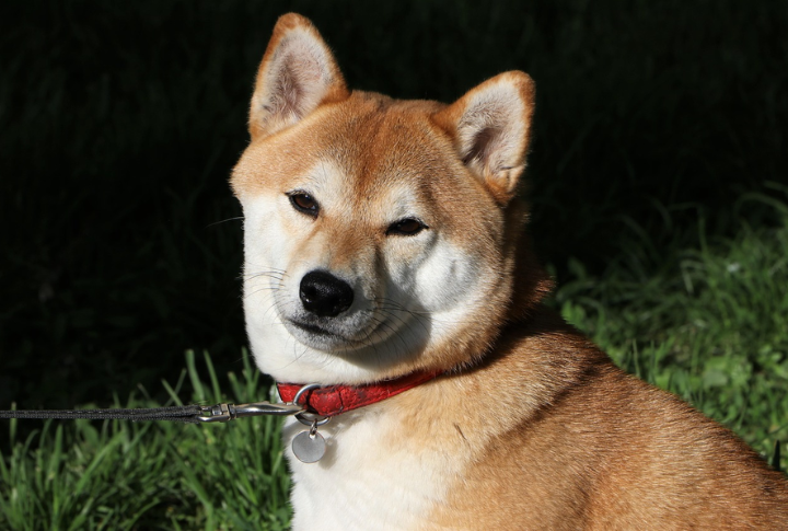 Shiba Inu