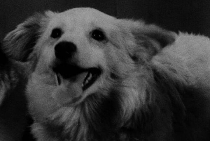 John F. Kennedy: Pushinka