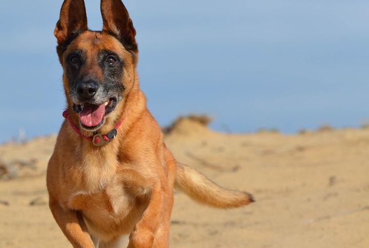 Belgian Malinois