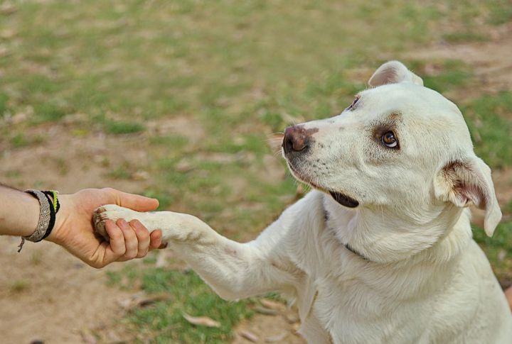 Shake Hands (Better Alternative: Touch)