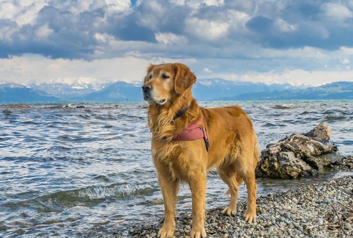 “Max” The Golden Retriever