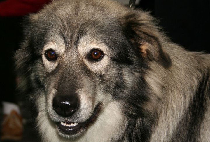 Reserved But Deeply Loyal
