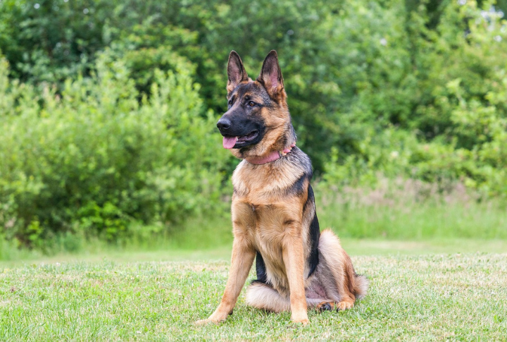 German Shepherd