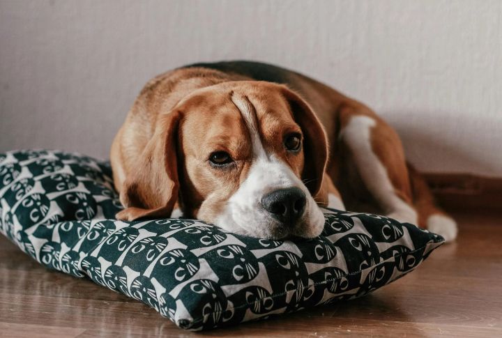 Beagle