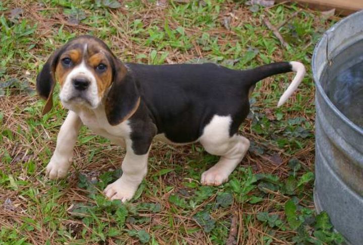 Treeing Walker Coonhound