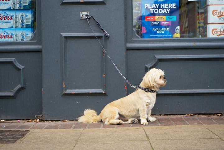 Avoid Leaving Dogs Tied Up Outside Unattended