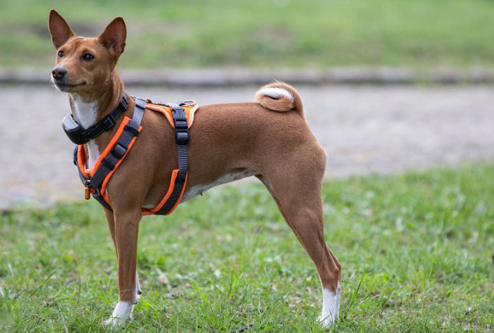Basenji Exhibits Independent Thinking