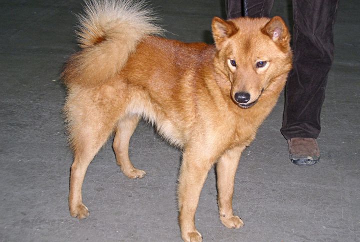 Their Fox-Like Features Serve A Tactical Edge