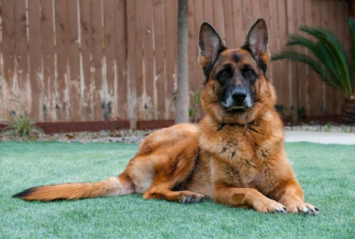 German Shepherds