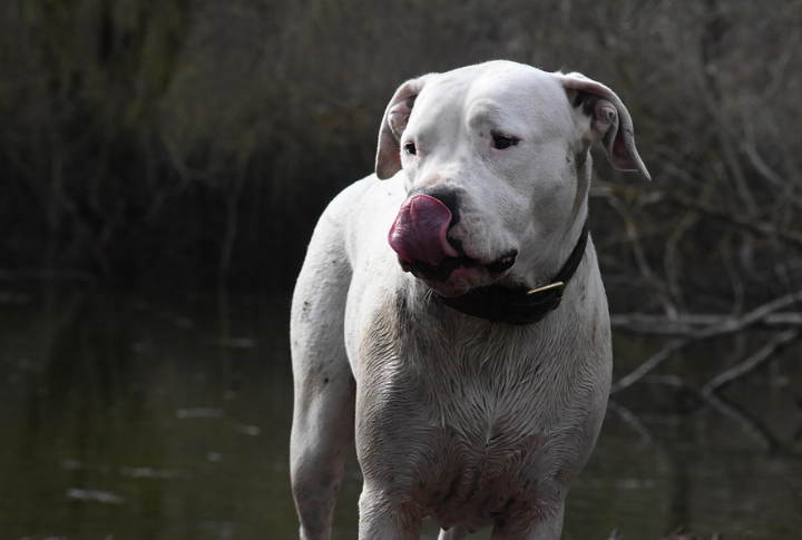 Argentine Dogo