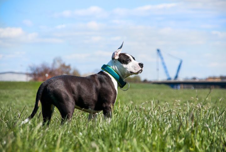 American Staffordshire Terrier