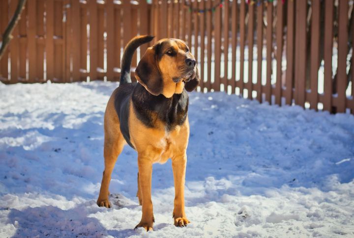 Bloodhound