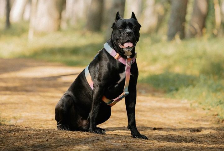 Cane Corso