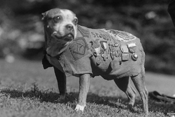 Sergeant Stubby: The Dog Who Outranked You