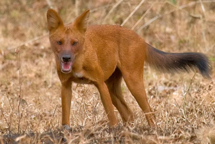 Dholes Coordinate With Whistles