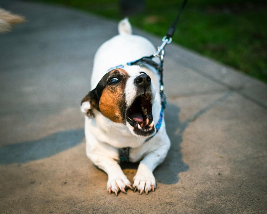 Jack Russell Terrier barking while on leash outdoors in Peru, capturing energy and alertness.