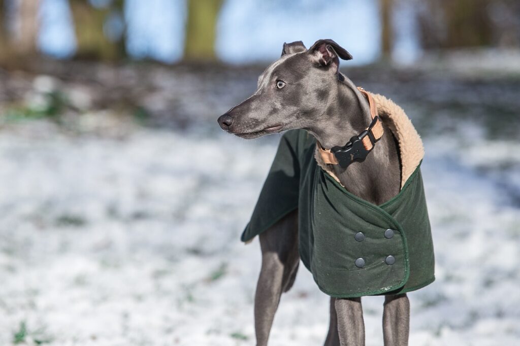outdoors, nature, animal, cute, whippet, dog, cold, pet, blue whippet, park