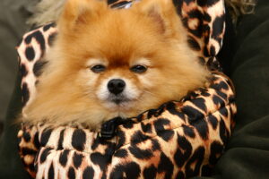 30 Small Dog Breeds That Stay Adorably Puppy-Sized Forever - Dog Breed Pro