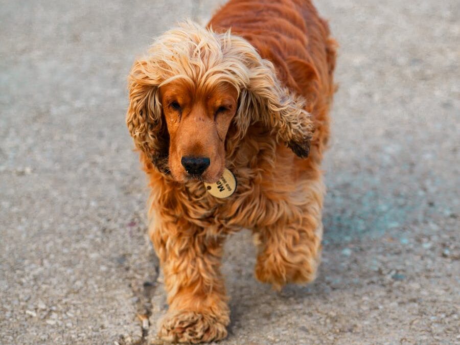 Charming image of an English Cocker Spaniel walking on a pavement. Perfect for pet lovers.