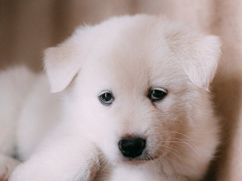 Cute and fluffy white Samoyed puppy laying on a wooden floor, looking curious.