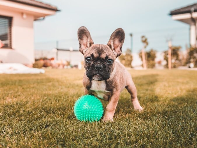 brown and black french bulldog puppy playing ball on green grass field during daytime