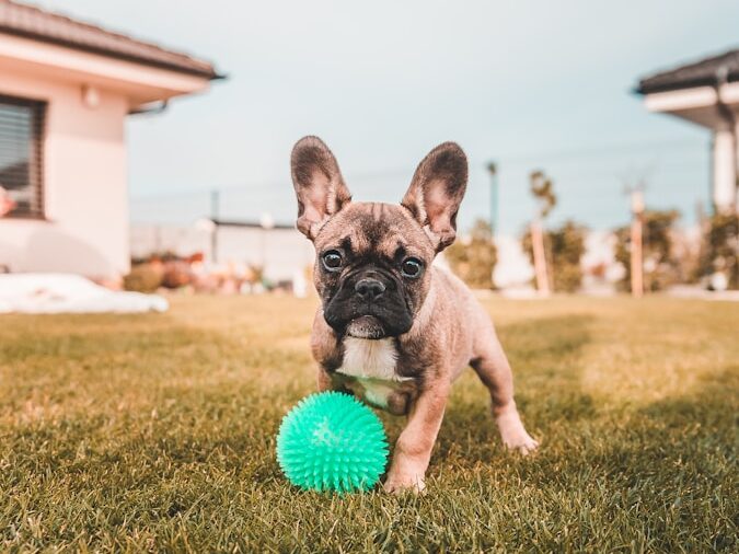 brown and black french bulldog puppy playing ball on green grass field during daytime