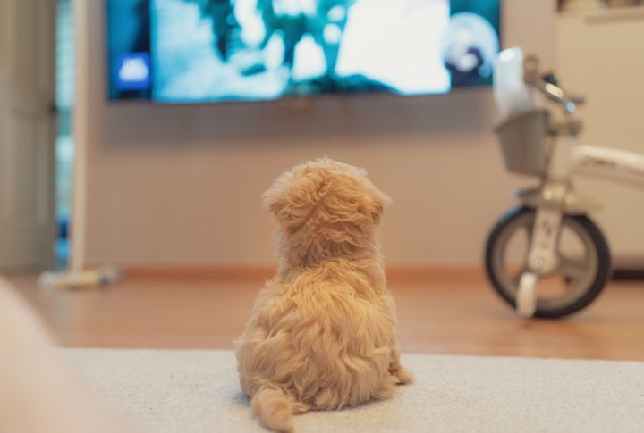 Turn On Pet-Friendly TV Or Music