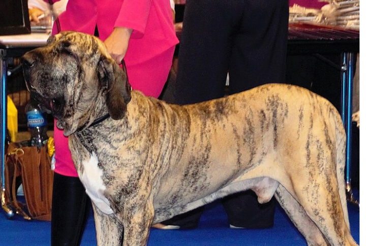 Brazilian Mastiff (Dogue Brasileiro)