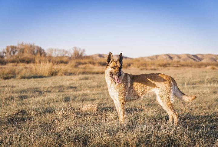 Belgian Malinois
