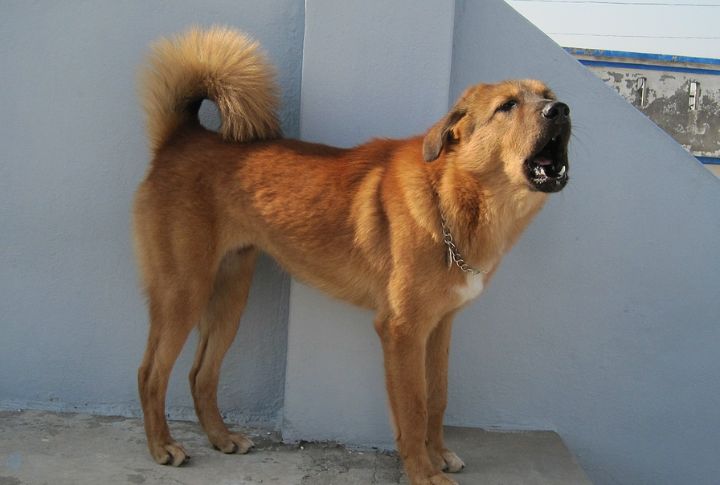 Bakharwal Dog